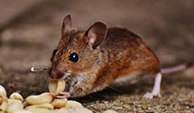 24 Hour & Emergency Exterminators in Shatuc, IL